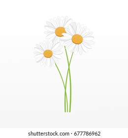 Bouquet of daisies on a gray background. Vector illustration.