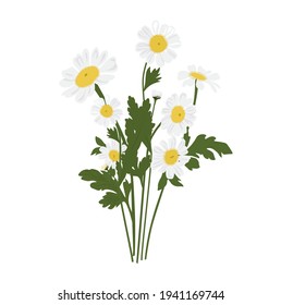 Bouquet of daisies vector stock illustration. Spring bunch of meadow flowers. White petals. Isolated on a white background.