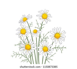 
A bouquet of daisiey flowers on  white background. Hand-drawn floral composition.
 Vector illustration.