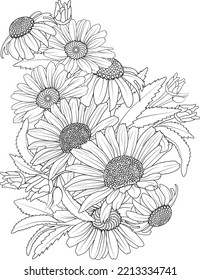 Bouquet of daisy flower hand drawn vector sketch illustration botanical leaf bud coloring page ink art isolated image on white background.