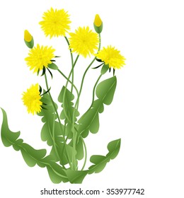 Bouquet of dandelions with leaves isolated on a white background, vector illustration
