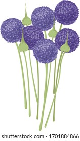 bouquet decorative onion purple alium balls and seed boxes