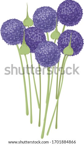 bouquet decorative onion purple alium balls and seed boxes