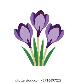 Un ramo de delicados azafranes de primavera púrpura sobre un fondo blanco