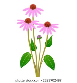 Bouquet of echinacea purpurea on a white background.