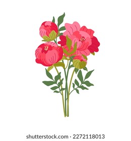 Bouquet of elegant blooming peonies. Vector flat illustration. Romantic peony isolated on white. Gorgeous flowers for botanical floristic decor, mother's day cards. Cartoon flowers