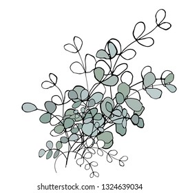 Bouquet of eucalyptus branches. Vector illustration.