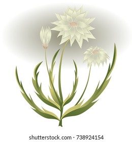 bouquet of field flowers