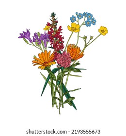 ramo de flores de campo, dibujo vectorial de plantas silvestres de fondo blanco, prado florido, ilustración botánica dibujada a mano