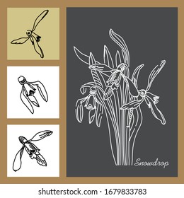 Bouquet of the first spring snowdrops. Set of linear flower patterns.