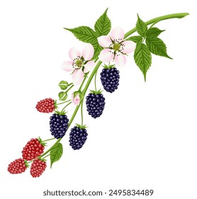 A bouquet with a flower and a blackberry berry. Botanical border. A garden plant with pink flowers, green leaves and bright red and black berries. Vector illustration.