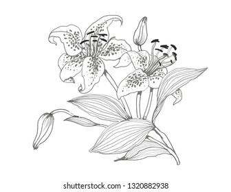 Bouquet of flower isolated on white background. Floral composition in watercolor style. Art vector illustration.