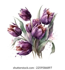 Bouquet of flowers on an isolated white background. Watercolor illustrations. Purple tulips vector