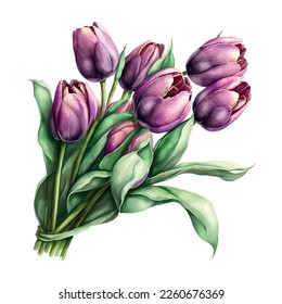 Bouquet of flowers on an isolated white background. Watercolor illustrations. Purple tulips vector