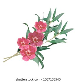 
bouquet of flowers on a white background.