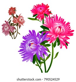 Bouquet flowers pink   purple asters isolated white background  Vector cartoon close  up illustration 