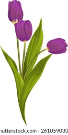 bouquet of flowers with purple tulips and green leaves; vector graphics; spring flowers