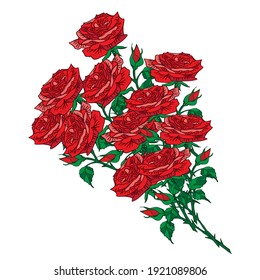 Bouquet flowers with red roses and leaves, isolated on white backgrouind Floral greeting card and invitation of the wedding, birthday, Valentine's Day, other holidays vector