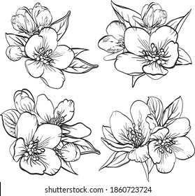 bouquet of flowers sakura or cherry-tree on white background. Hand drawn vector floral illustration. Black and white sketch of bouquets