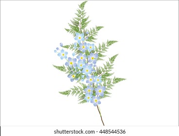 bouquet of forgetmenot flowers with fern for object or background.vector illustration