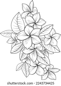 Bouquet of frangipani flower hand drawn pencil sketch, coloring page, and book for adults isolated on white background floral element tattooing, illustration ink art, blossom plumeria spring collect.