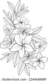 Bouquet of frangipani flower hand drawn pencil sketch, coloring page, and book for adults isolated on white background floral element tattooing, illustration ink art, coloring books.