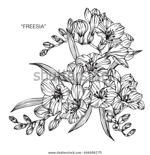 Bouquet Freesia Flowers Drawing Sketch Lineart Stock Vector