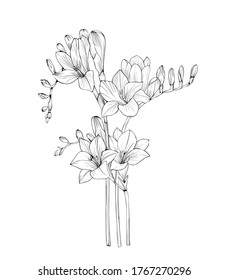 Bouquet of freesia. Vector black and white hand drawing art line.