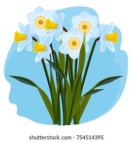 Bouquet of fresh aromatic daffodils of light blue color