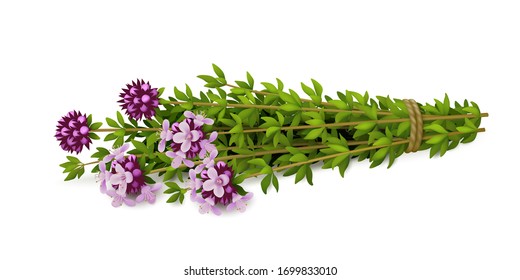 Bouquet of fresh thyme with flowers isolated on white background. Realistic vector illustration