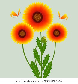 Bouquet a gaillardia flowers with butterflies on a green background.