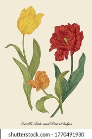 A bouquet of garden tulips. Vector botanical illustration. Colorful.