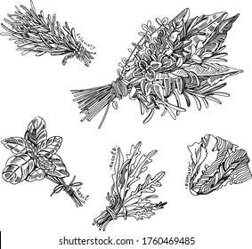 Bouquet of garnis, set of herbs