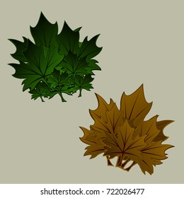 bouquet of green maple leaves