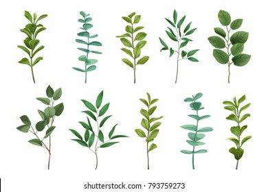 Bouquet greenery set isolated on white background. Herb and bushes branches with leaves in watercolor stylization.