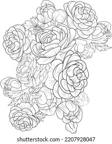 Bouquet of hand drawn roses, Buttercup, ranunculus, flowers natural collection illustration sketch pencil art isolate image on white background coloring book and page for adult.