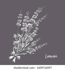 Bouquet of hand drawn sketch of Lavender flower and cute bows isolated on gray background. France provence retro pattern for romantic fresh design concept Natural lavander Vintage vector illustration.