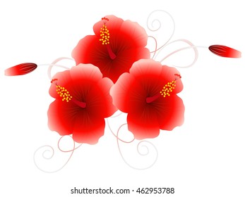 Bouquet of hibiscus.