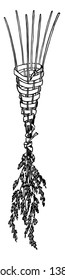 Bouquet holder used to Bunch together seven fine and having the strong seed-grass stalks and tie just below the blossoms, vintage line drawing or engraving illustration.