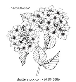 Bouquet of hydrangea flowers drawing and sketch with line-art on white backgrounds.