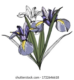 Bouquet of Iris flowers. Isolated over white background. Vector graphics.