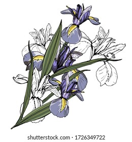 Bouquet of Iris flowers. Isolated over white background. Vector graphics.