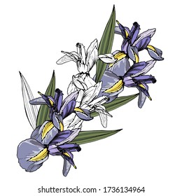 Bouquet of Iris flowers. Isolated over white background. Vector graphics.