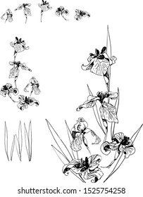 bouquet of irises with elements like pattern isolated on white background and painted 
 in black ink in the style of hand drawn