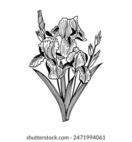 Bouquet of Irises flowers. Vector stock illustration eps10. Isolate on a white background, outline. Hand drawing.