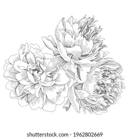 Bouquet of isolated peonies. Vector illustration