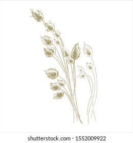 Bouquet of lagurus flowers with a golden liner