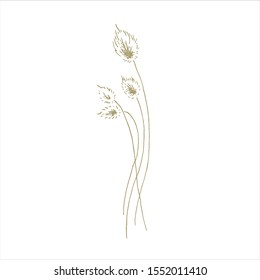 Bouquet of lagurus flowers with a golden liner