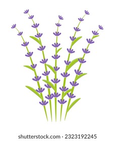 Bouquet de lavanda, ilustración colorida