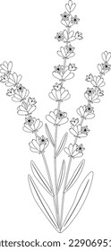 Ilustración vectorial de color de lavanda de Bouquet